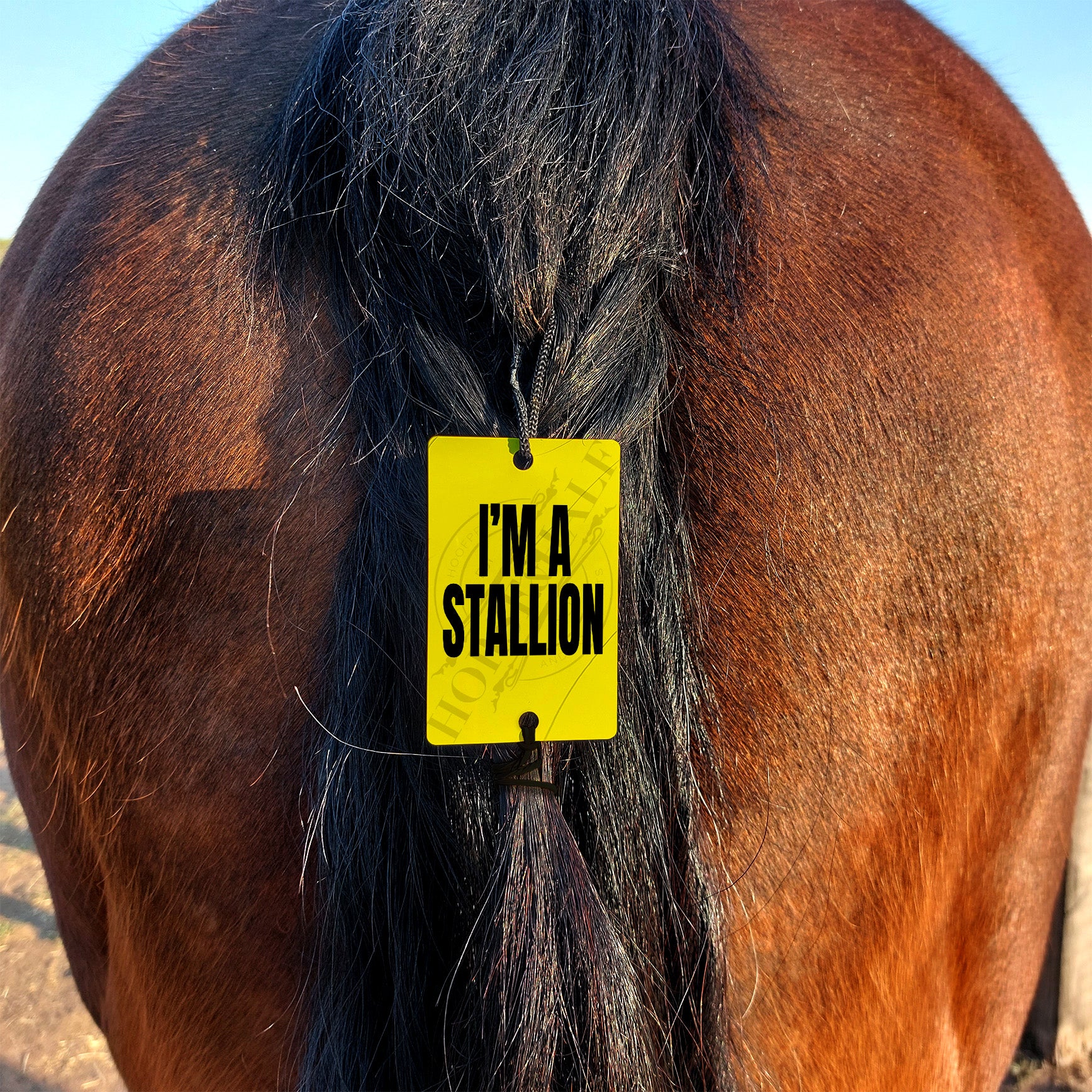 Tail Warning - I'm a Stallion